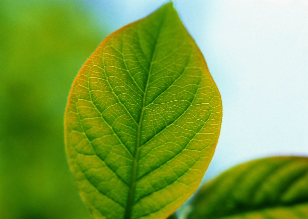 Fresh Leaves